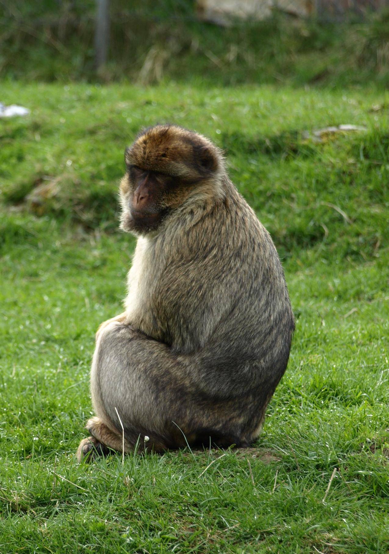 草地上的一只猴子图片
