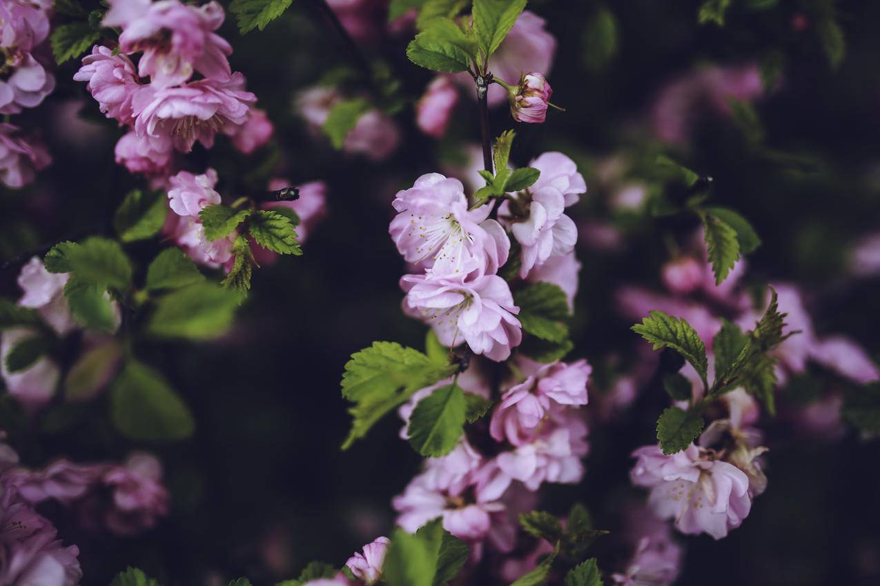 粉红花5k壁纸