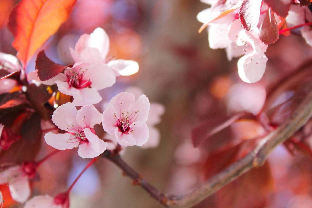 Sakura,Tree的选择性焦点