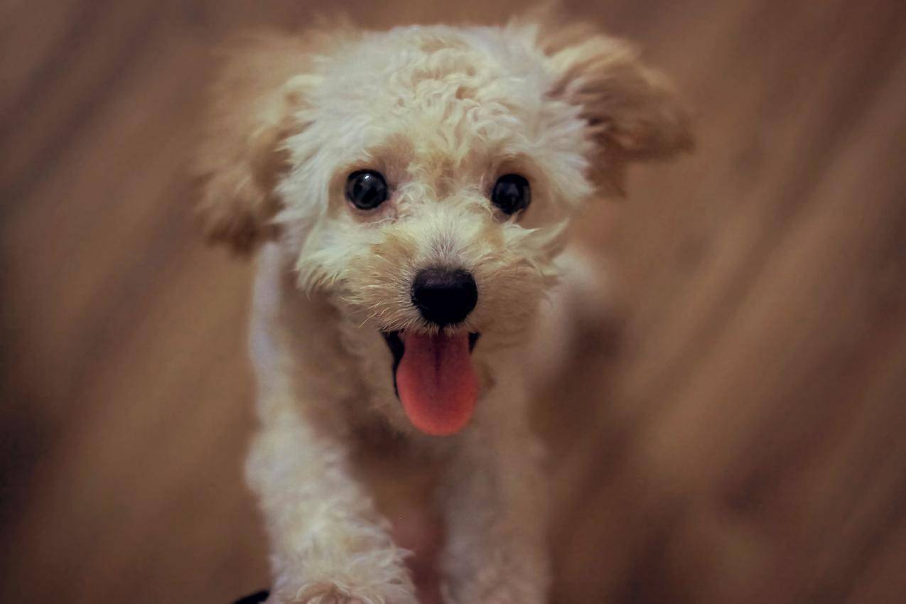狗Pomeranian奶油颜色 库存照片. 图片 包括有 布里曼, 宠物, 奶油, 波美拉尼亚, 波美丝毛狗 - 90082798