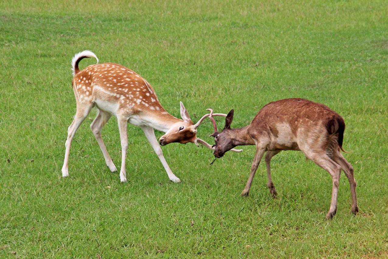 草地上打架的公鹿的图片