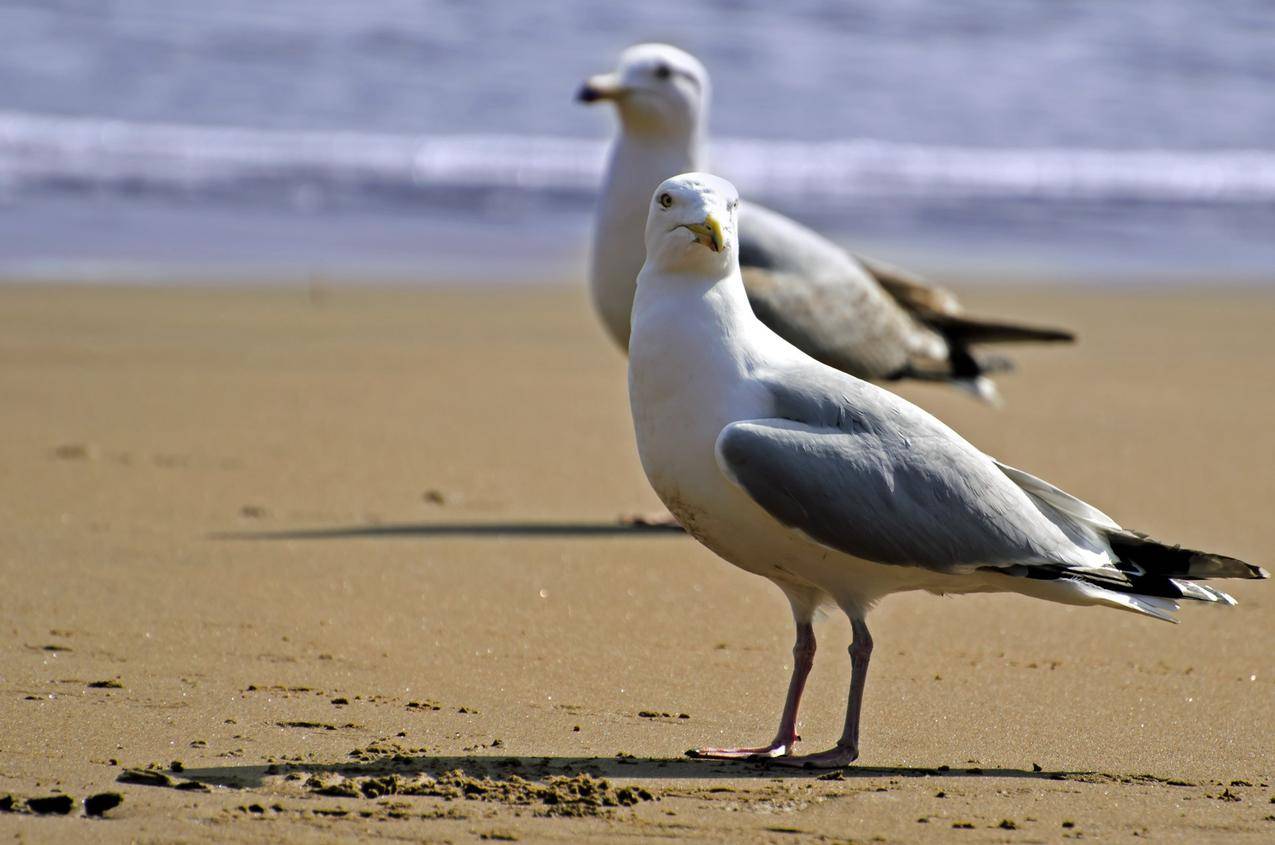 沙滩上的海鸥高清图片