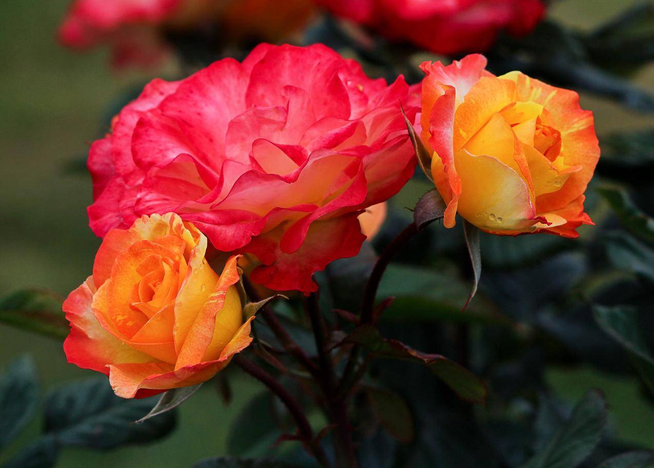 三朵美麗的紅玫瑰, 綺麗, 三, 紅玫瑰素材圖案，PSD和PNG圖片免費下載