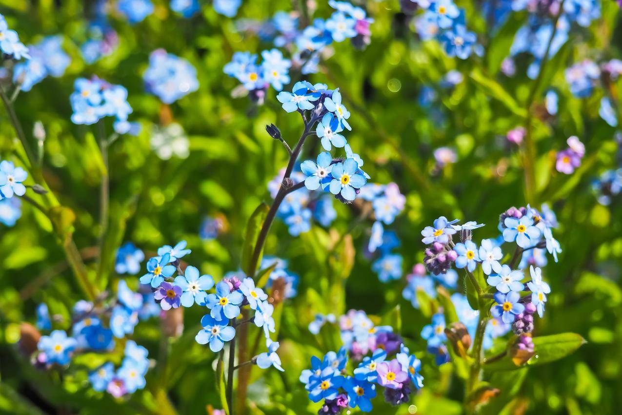 自然,田野,花卉,蓝色cc0可商用高清图片