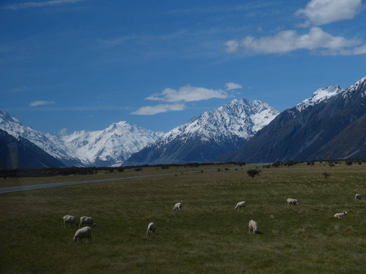 雪山脚下草地上的羊群图片