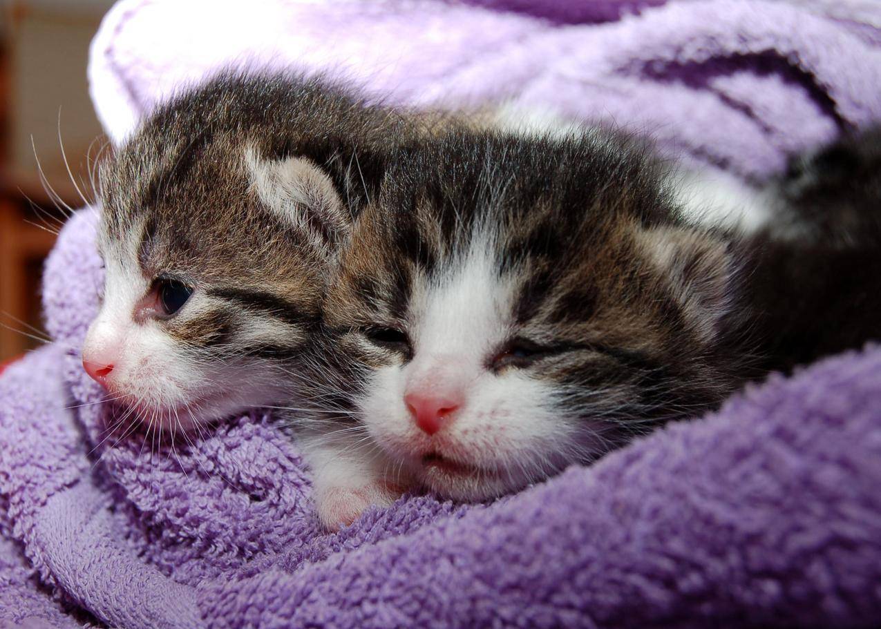 两只可爱的小幼猫图片