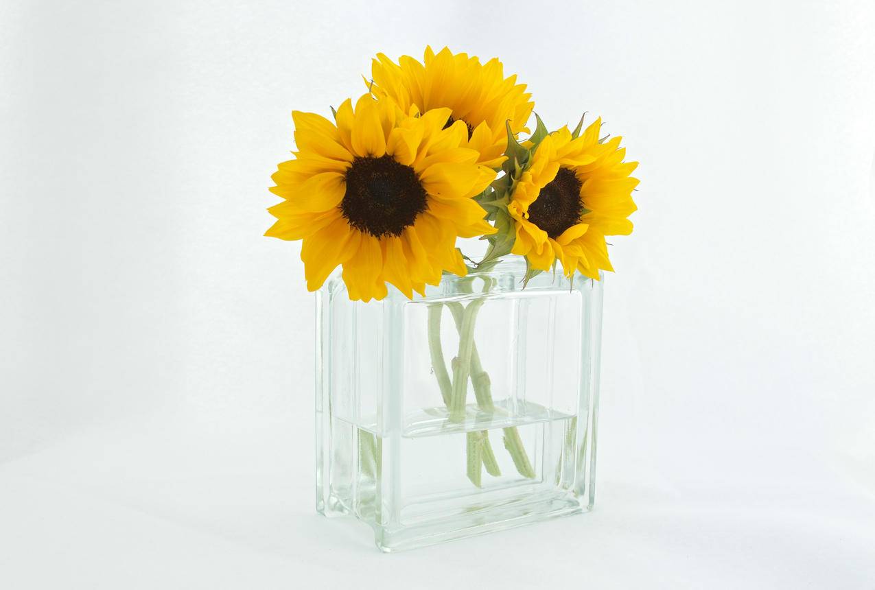 cc0可商用花卉图片,黄色,向日葵,花瓶