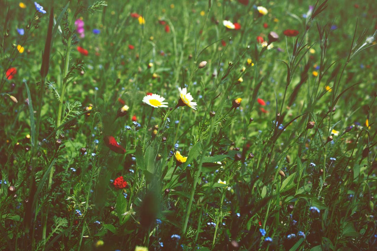 自然,田野,花卉,花园cc0可商用高清图片