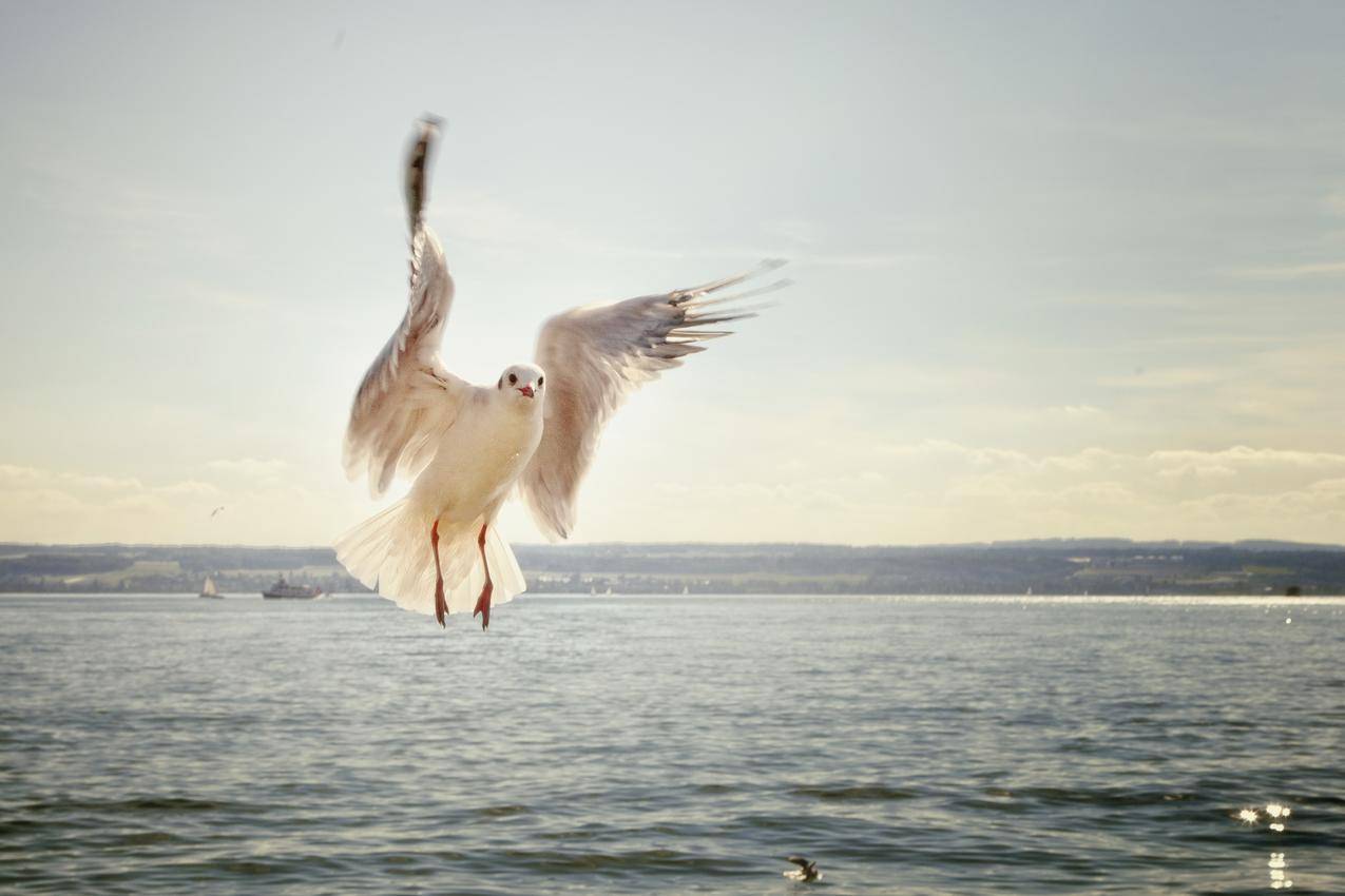飞舞的海鸥高清图片