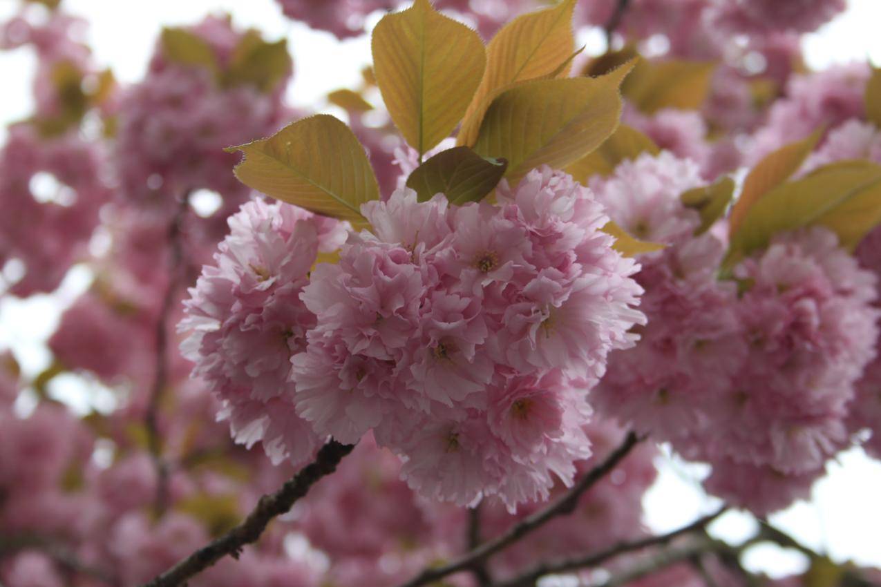 春天的樱花高清图片