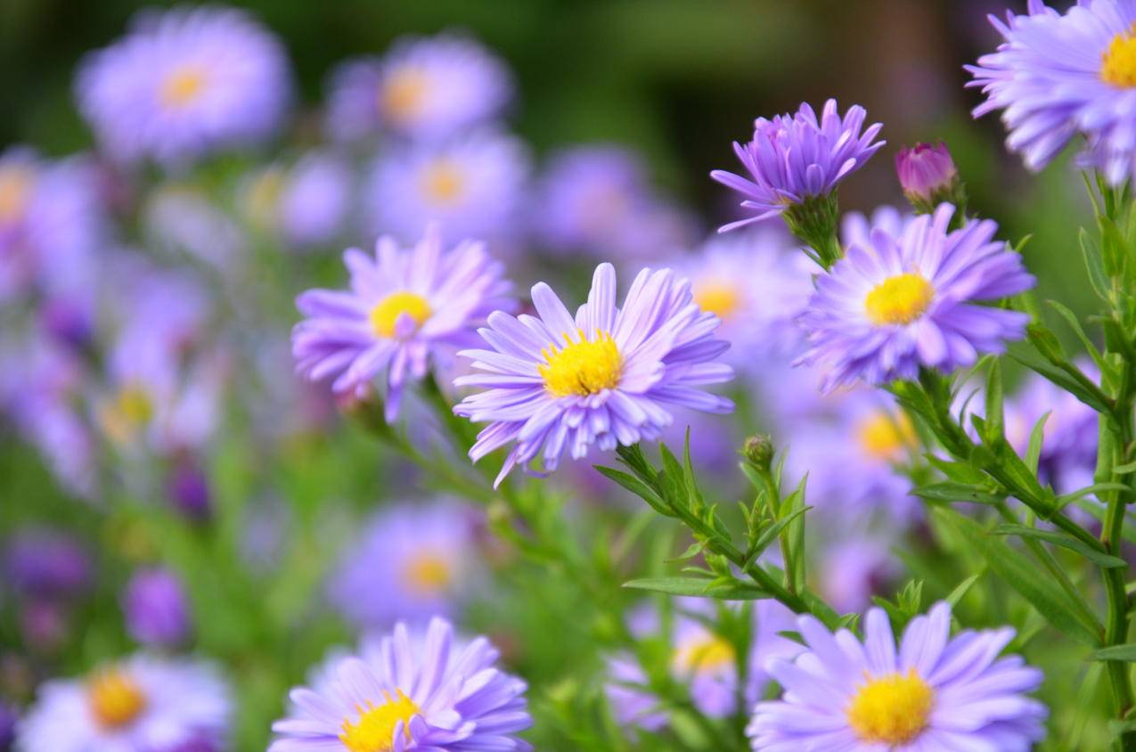 紫色Daisy,Flowers的焦点摄影