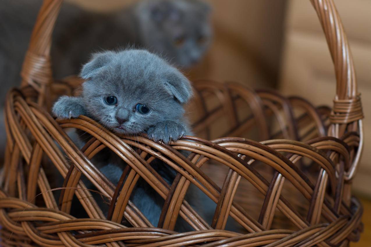 Brown,Woven,Basket上的俄罗斯蓝色小猫