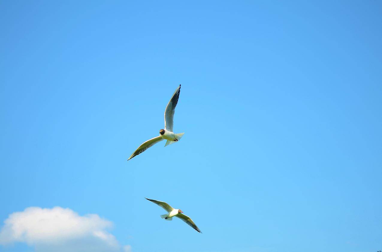 两只在天空飞翔的海鸥图片