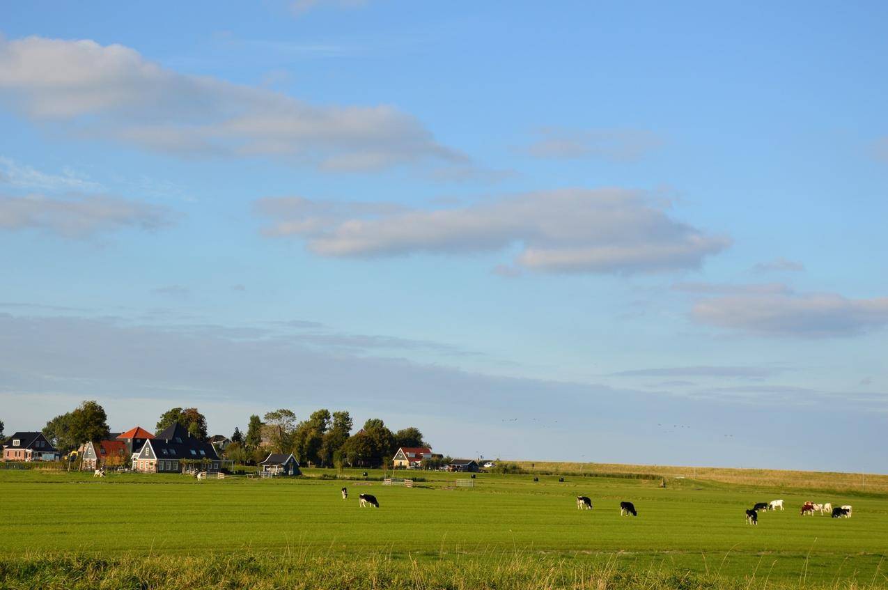荷兰乡村牧场上的牛群田园风景图片