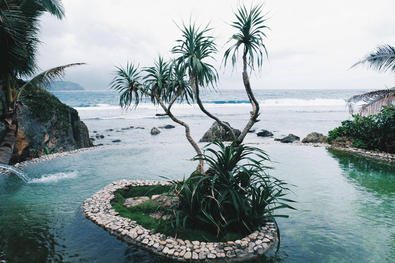 近岸绿叶植物