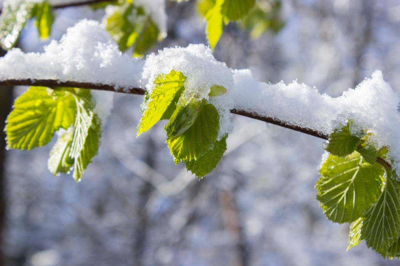 白天白雪皑皑