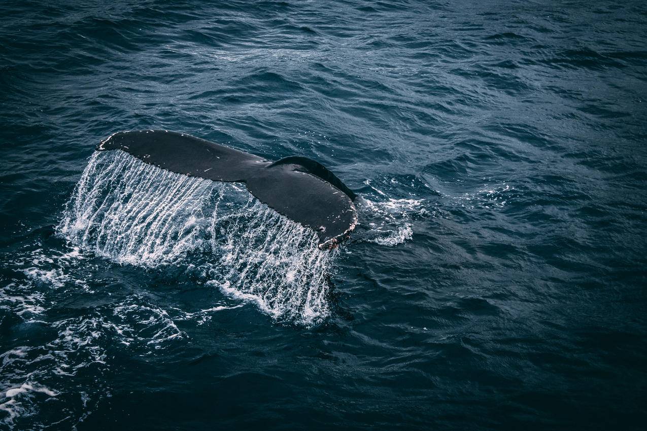 水面鲸尾摄影