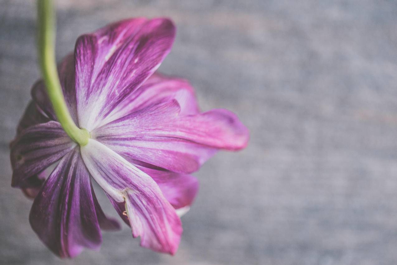 紫色花瓣的选择性聚焦摄影