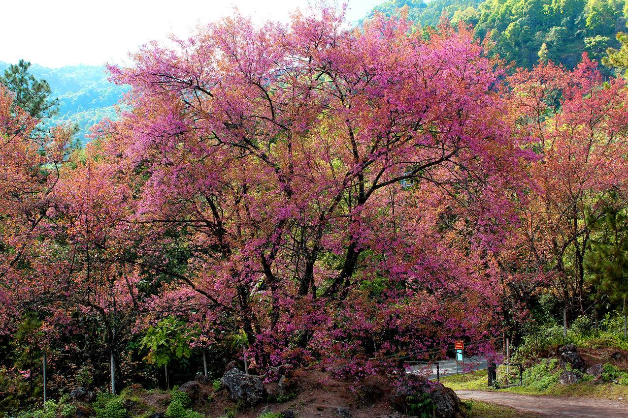 白天路边的粉红色开花树