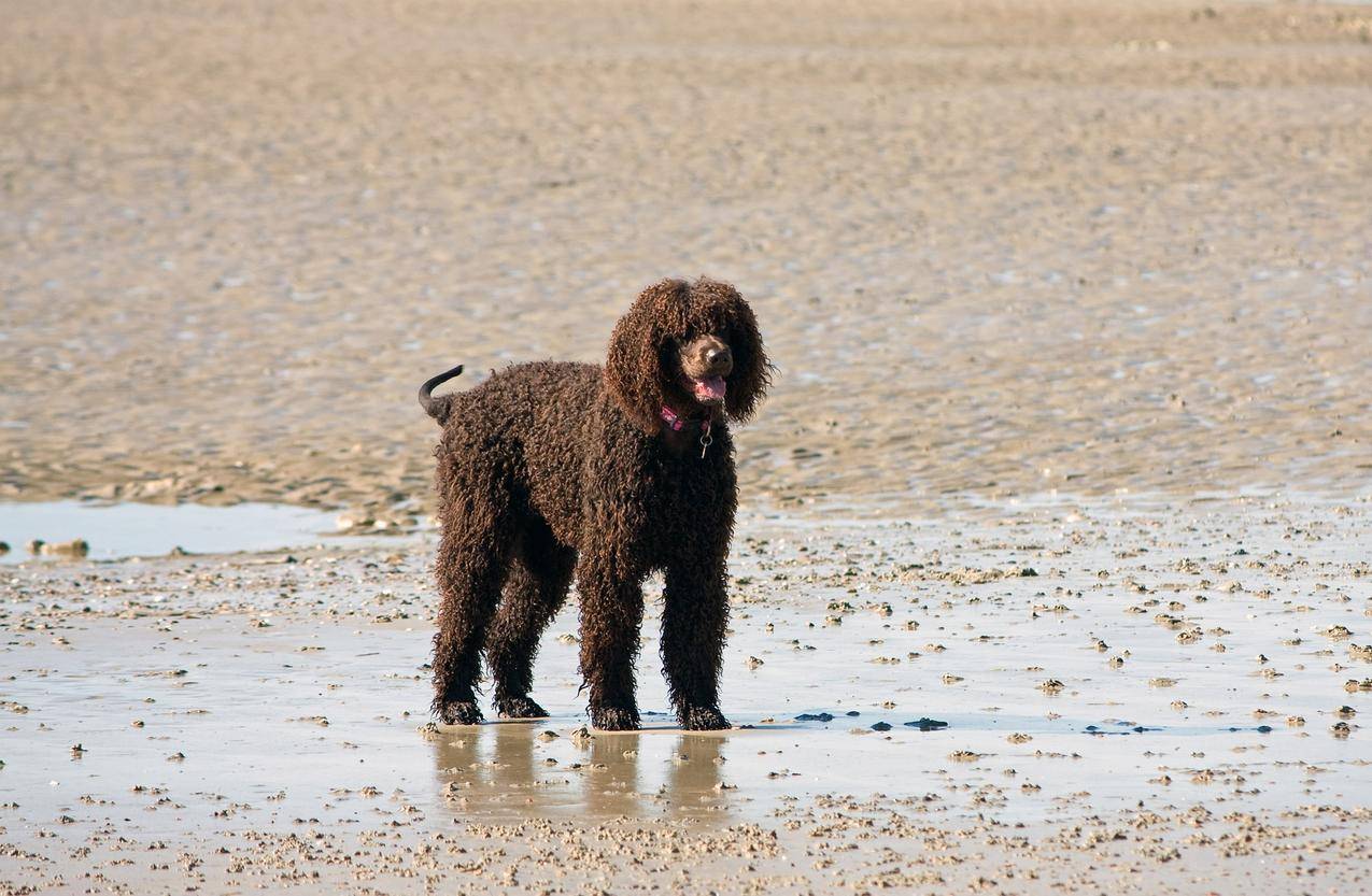沙滩上的宠物狗高清图片
