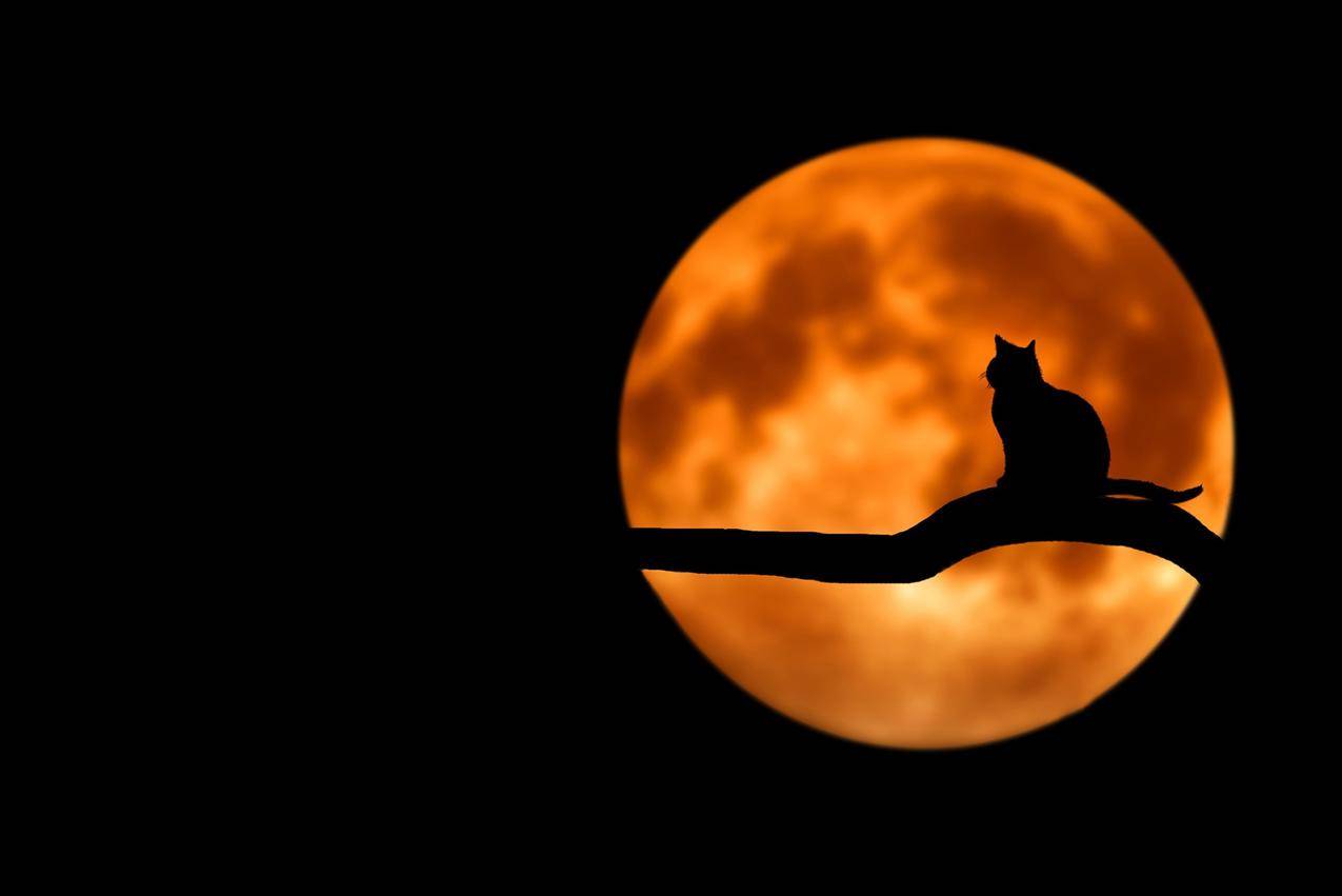 满月猫的摄影