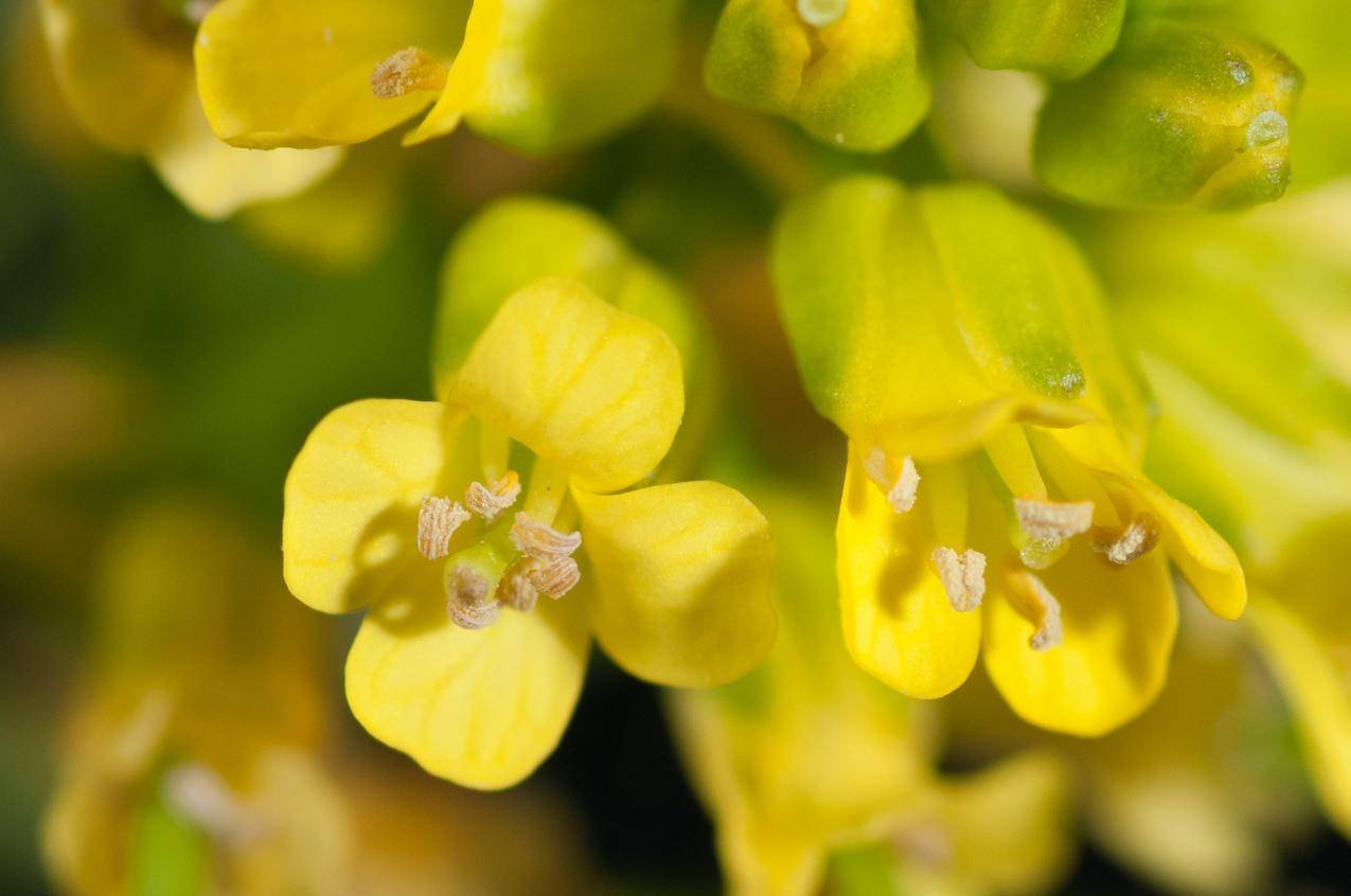 黄色花朵花蕊的高清图片