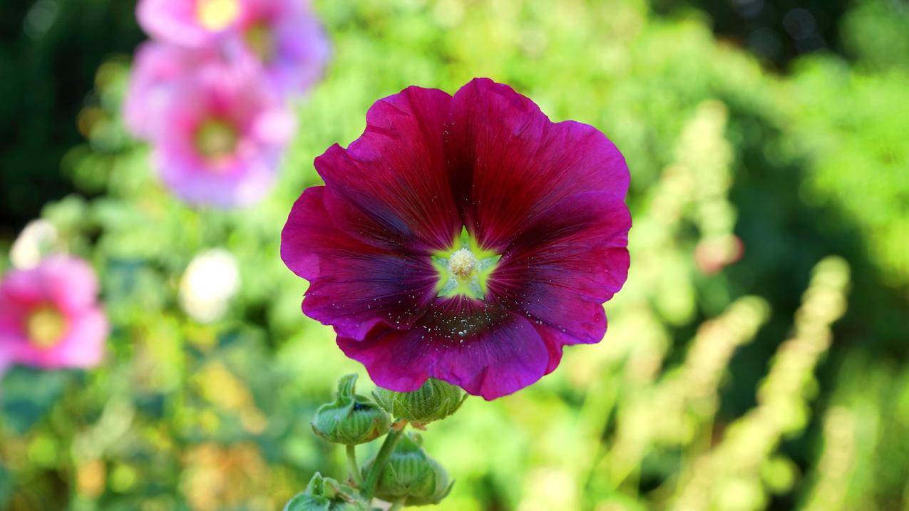 cc0可商用的自然,花卉,紫色,花瓣图片