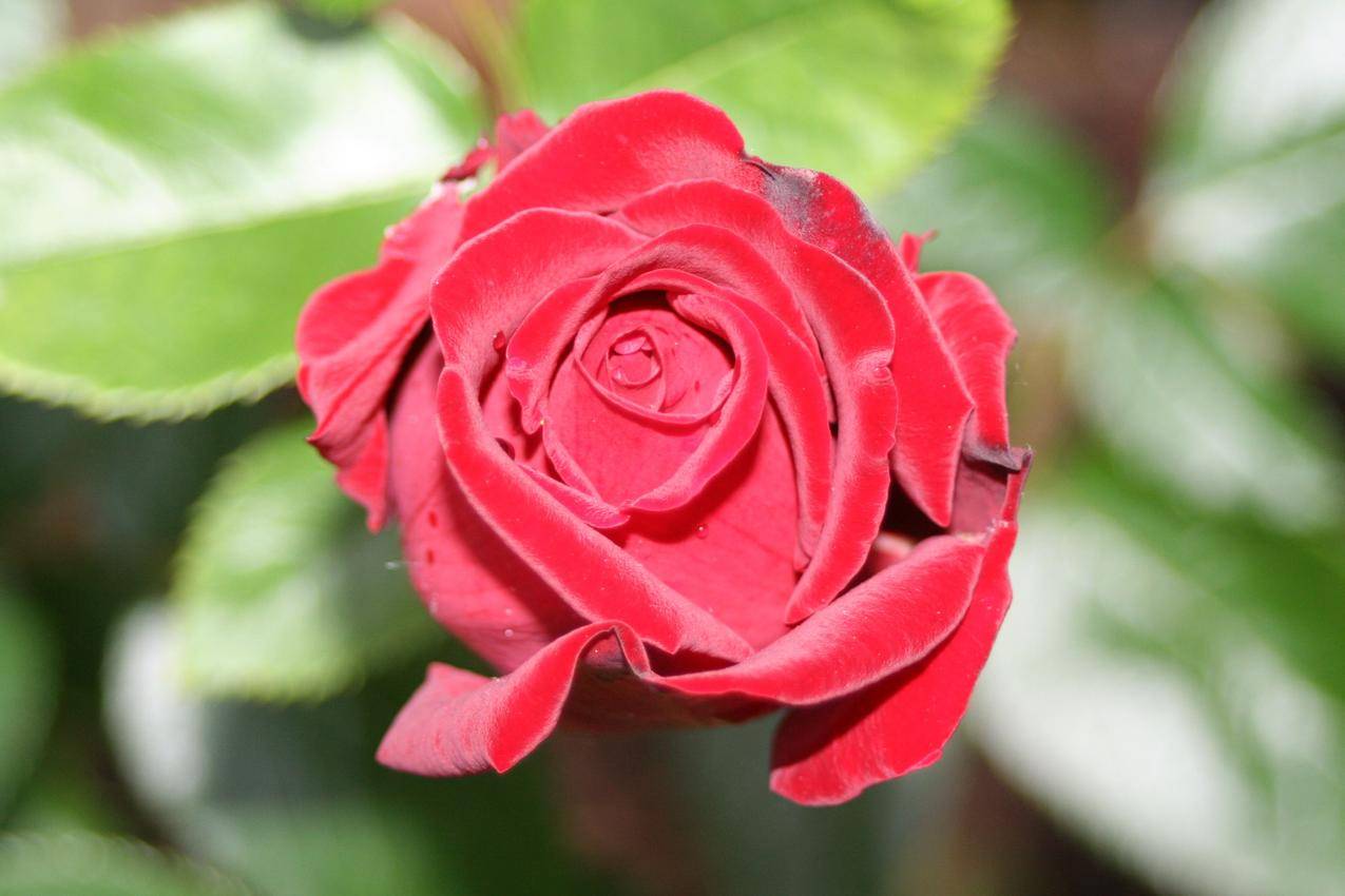 红色玫瑰花漂亮图片 - 【花卉百科网】