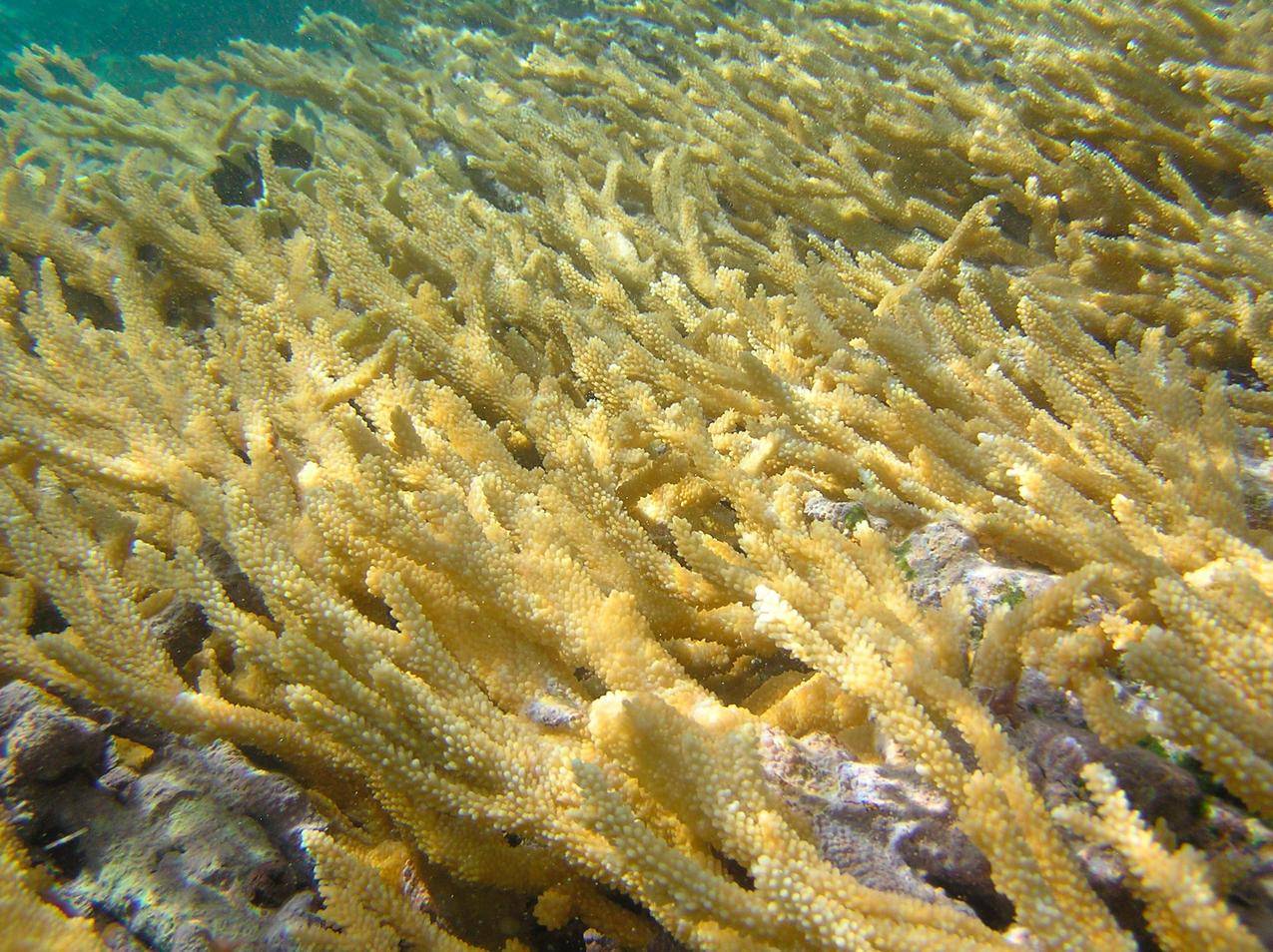 海底的珊瑚高清图片
