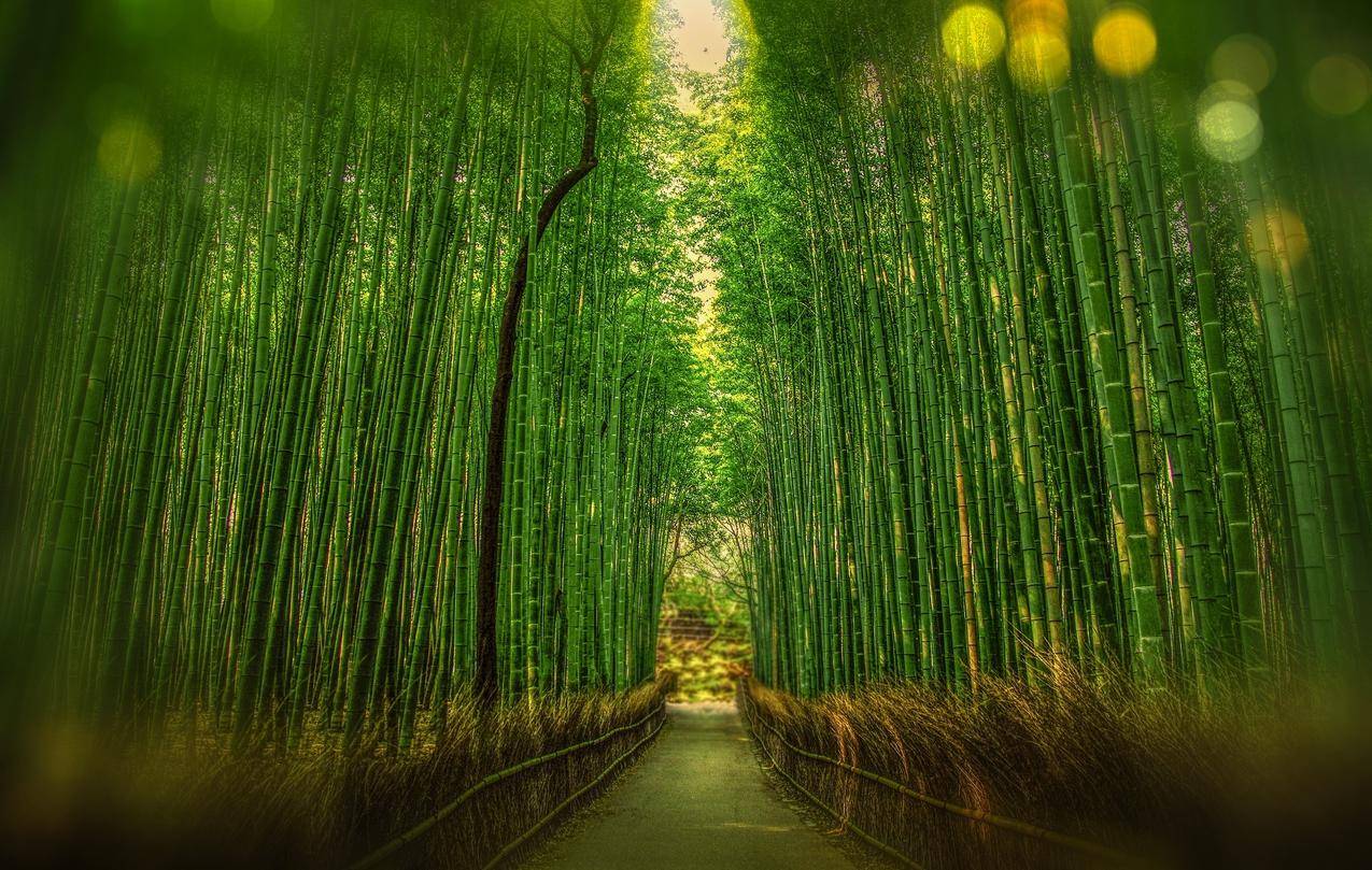 竹林景观高清壁纸