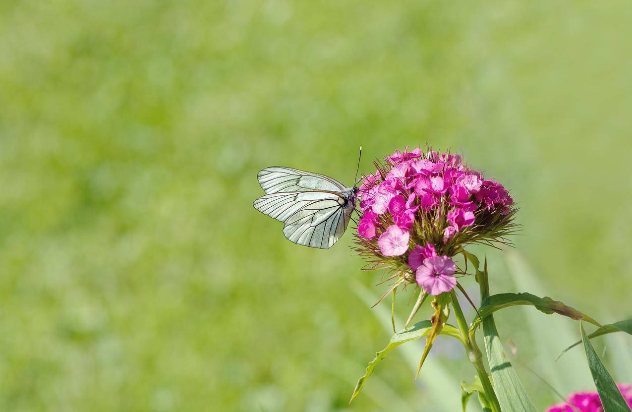 白棕色蝴蝶栖息在粉色花朵上