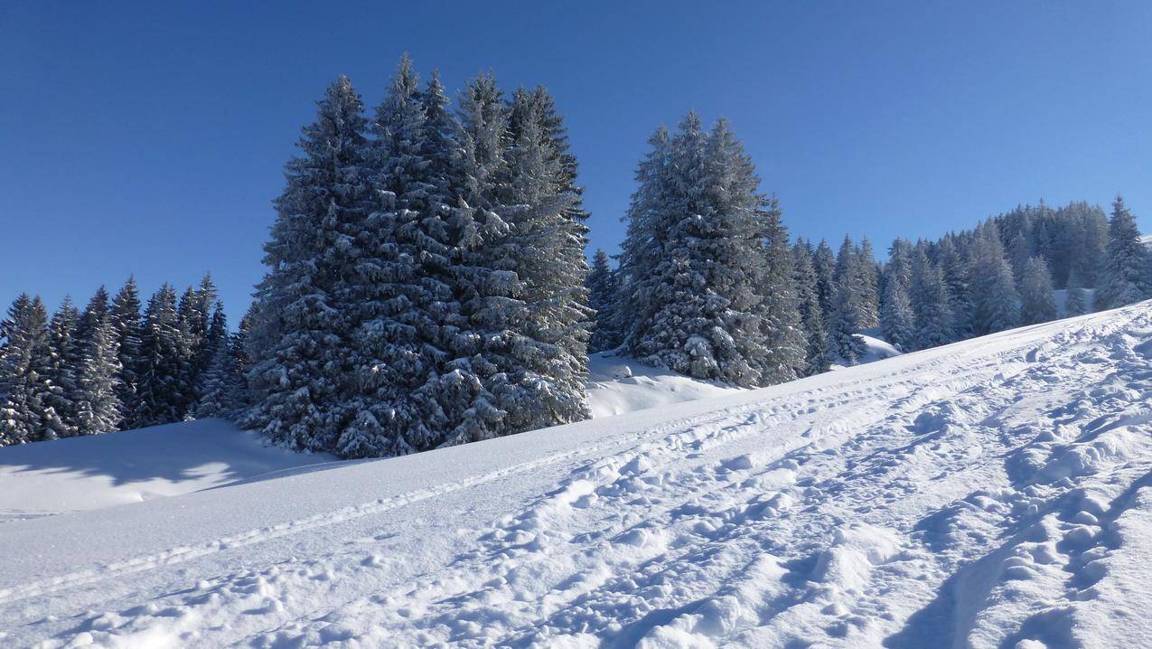 冬天的雪地树林高清图片