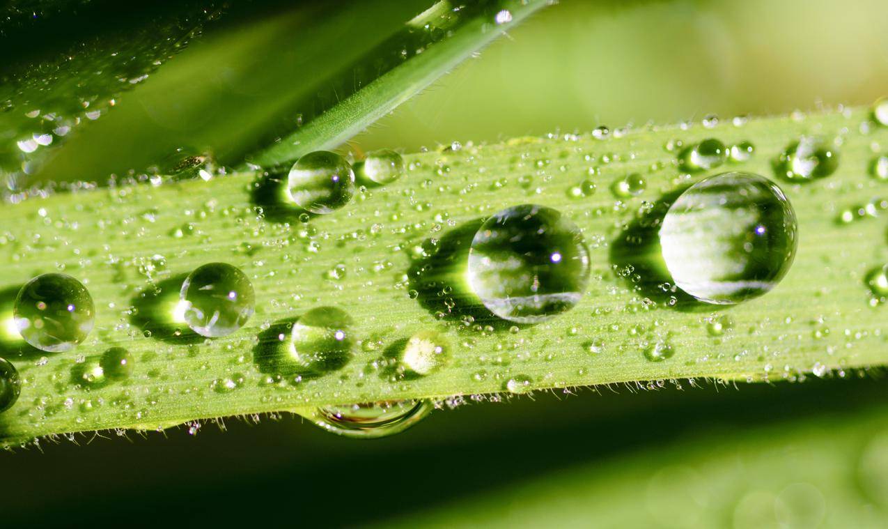 自然,水,纹理,花园cc0可商用图片