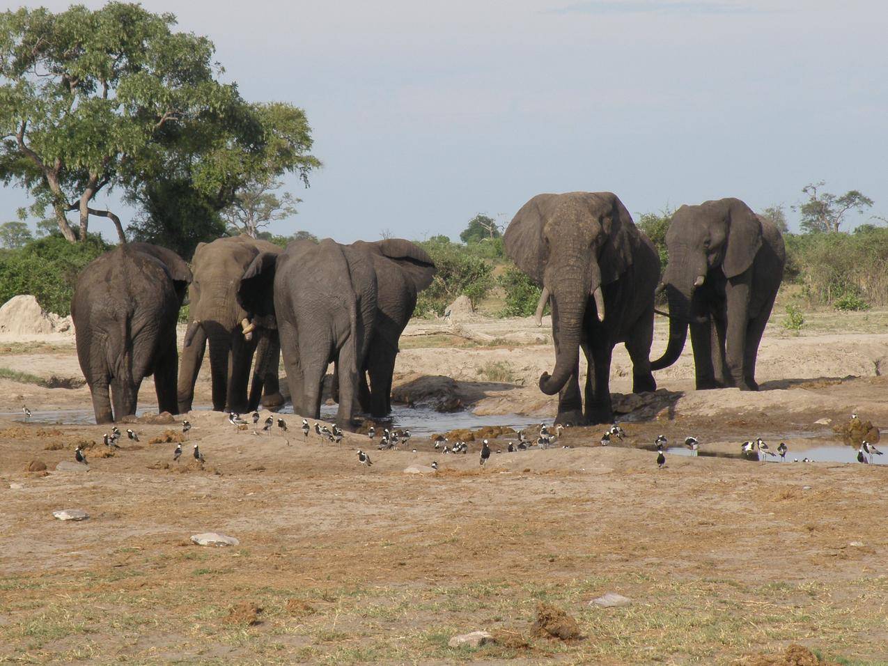 泥塘边的野生大象群与鸟群图片