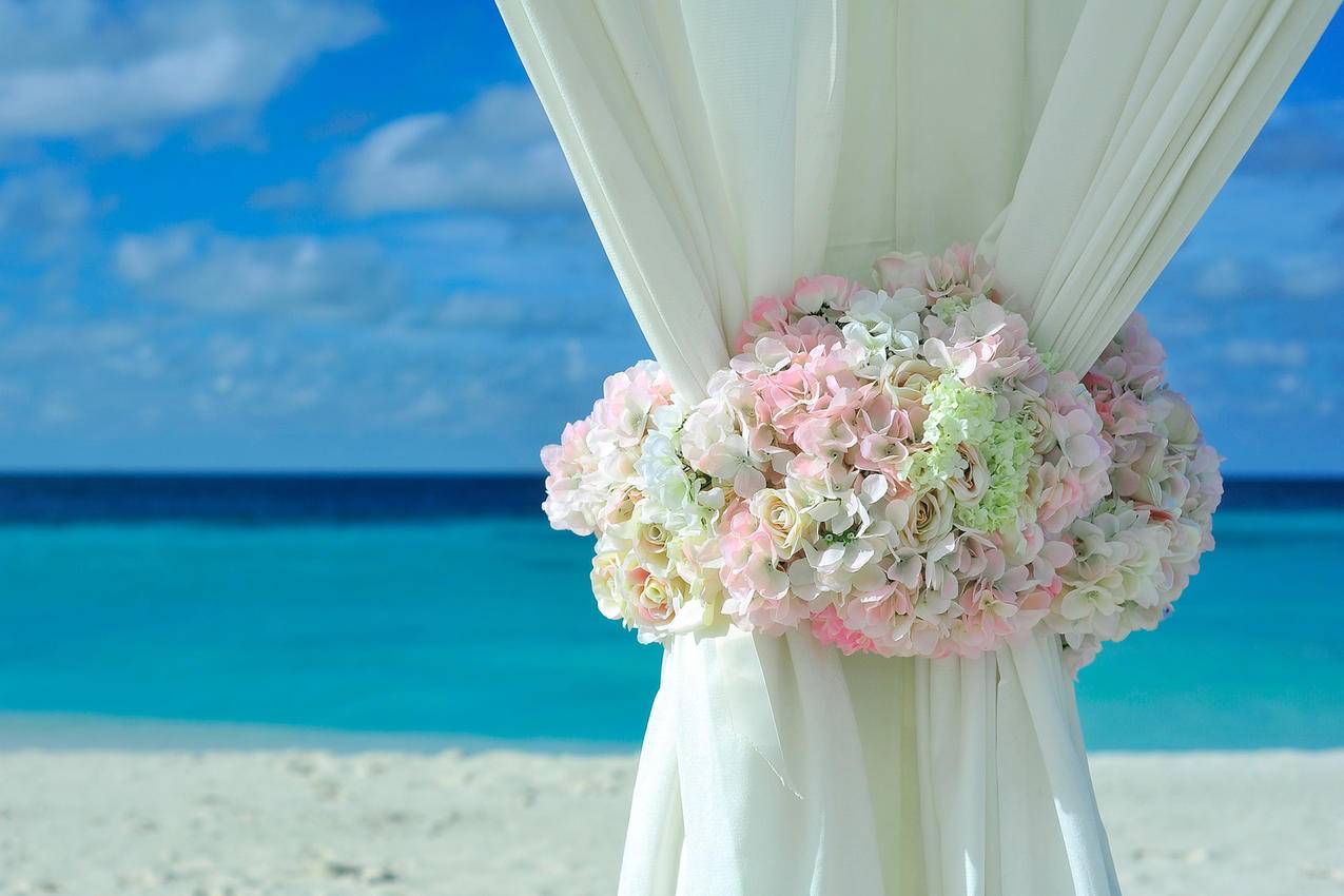 白昼白沙海滩白帘上的粉色白色花瓣花