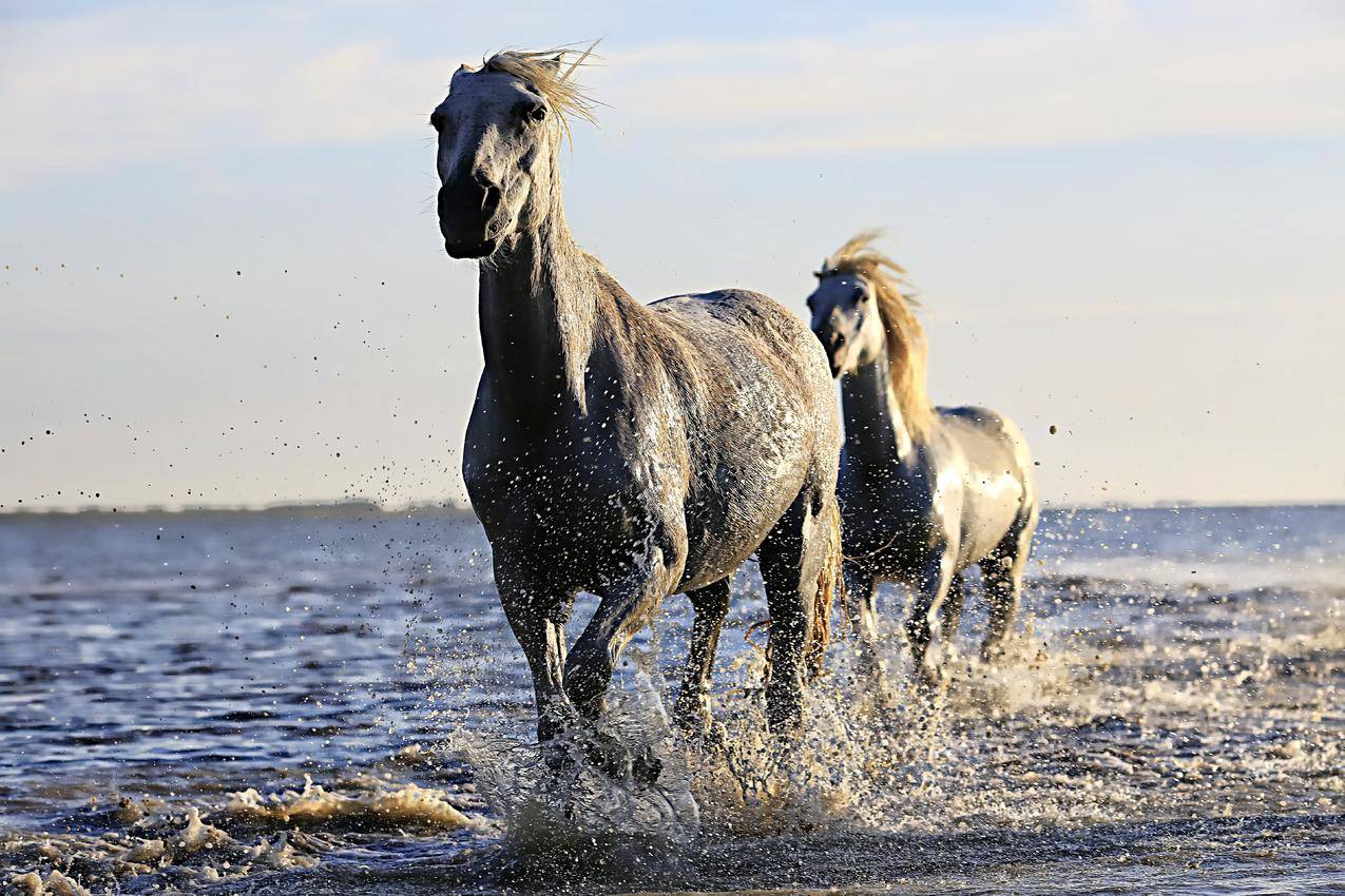 晴空下2匹黑马在水体上奔跑