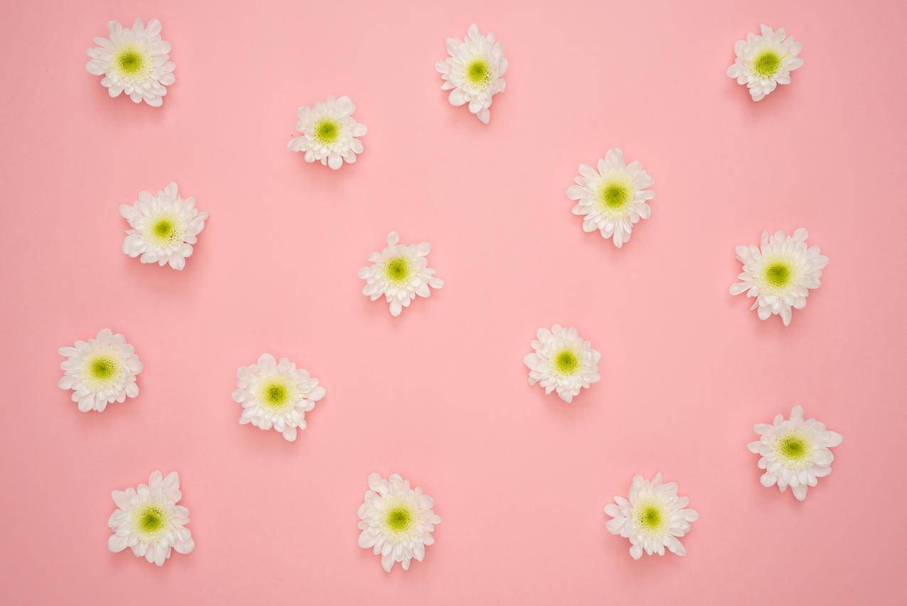 粉红墙上的白色和黄色花朵