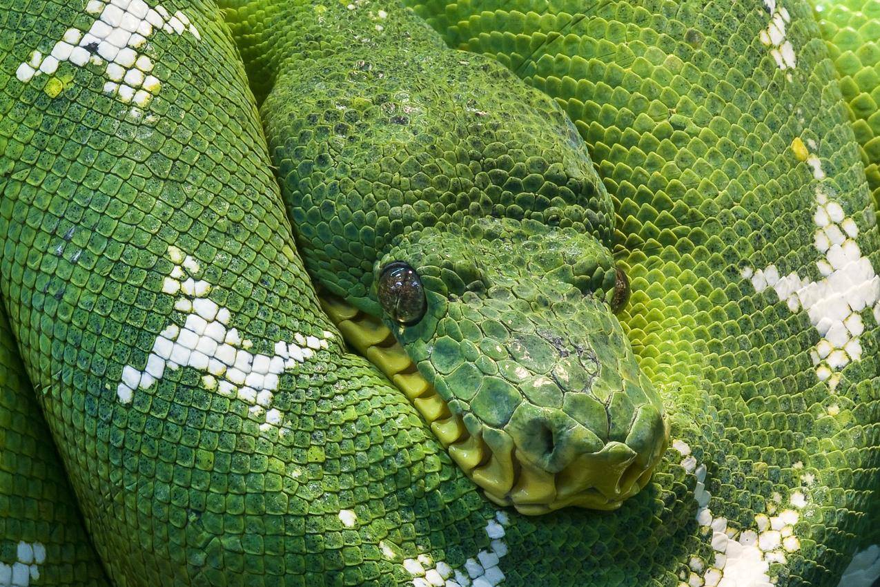 绿色和White,Snake的高清图片
