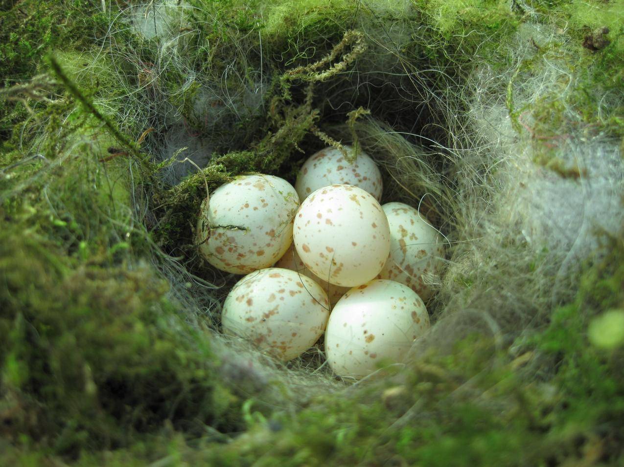 鸟巢里的鸟蛋高清图片