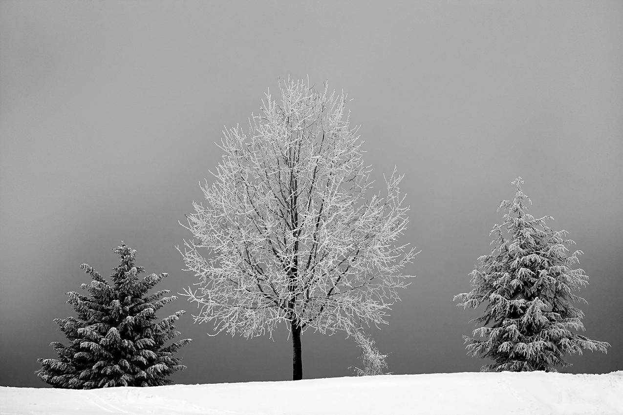 雪白树间雪景的灰阶照片