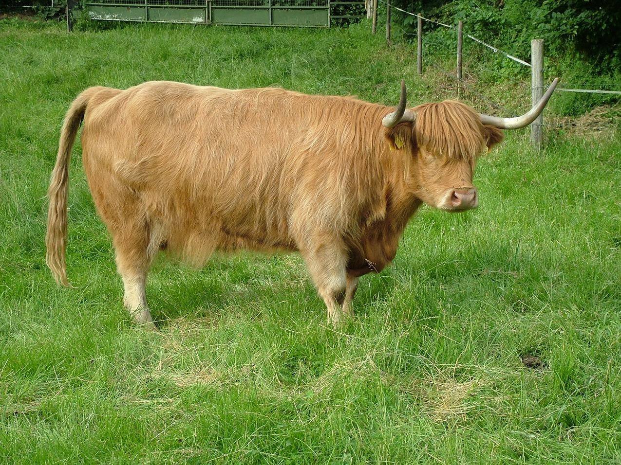草地上的一头牛高清壁纸