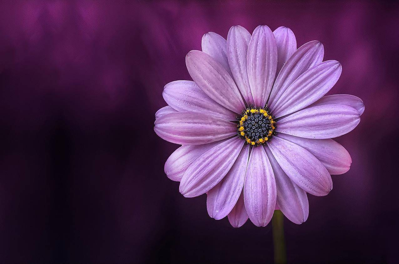 cc0可商用的自然照片,紫色,花瓣,植物