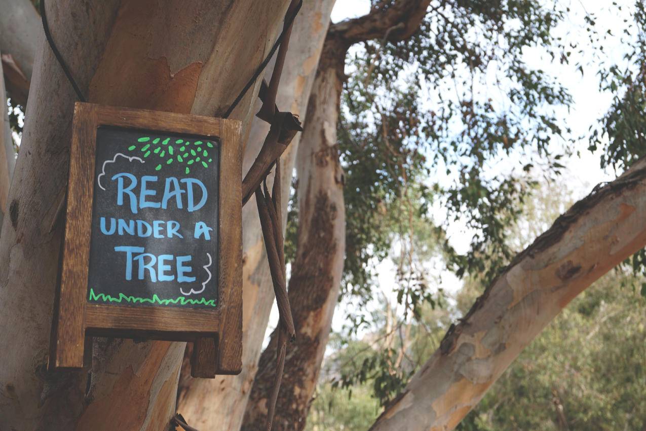 在树枝上悬挂的树下阅读
