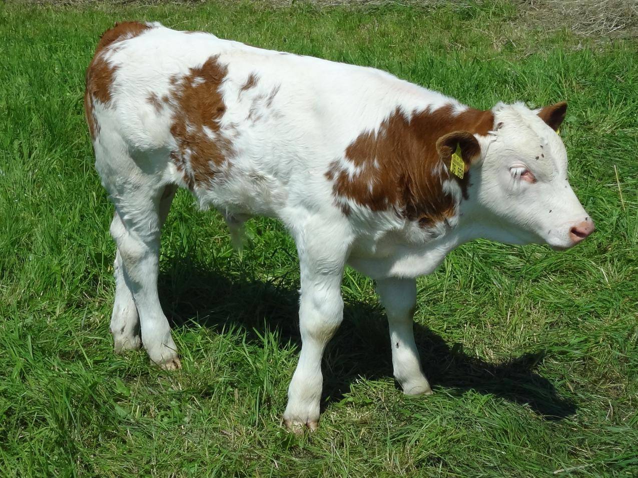 草地上一头小牛的图片