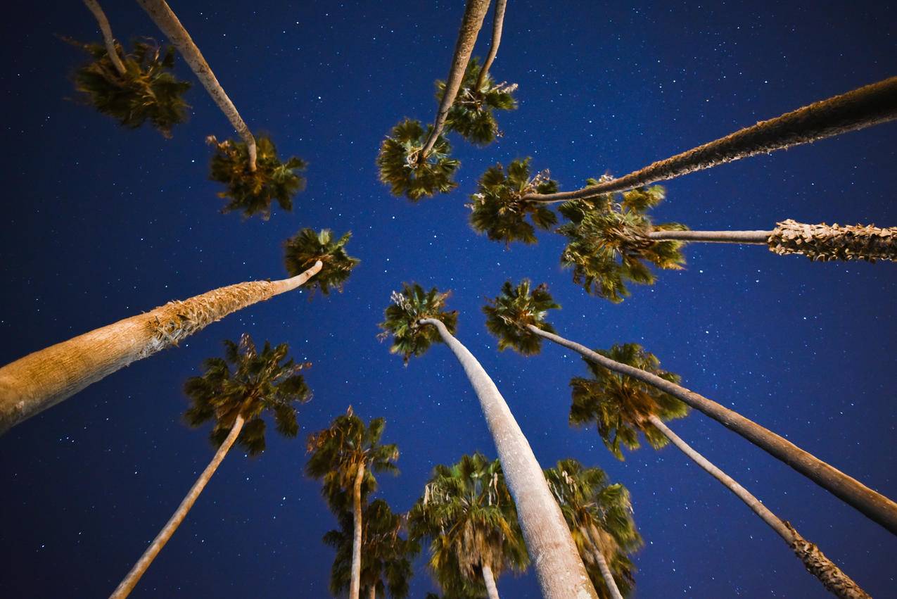 棕榈树在蓝天下,星星在近的时间