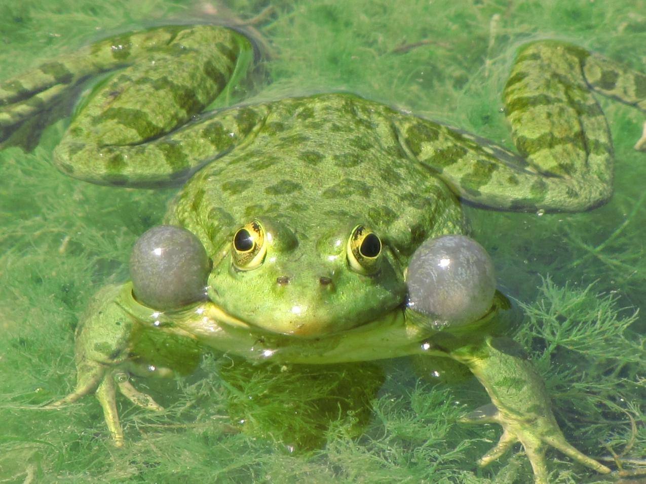 绿色的青蛙高清图片