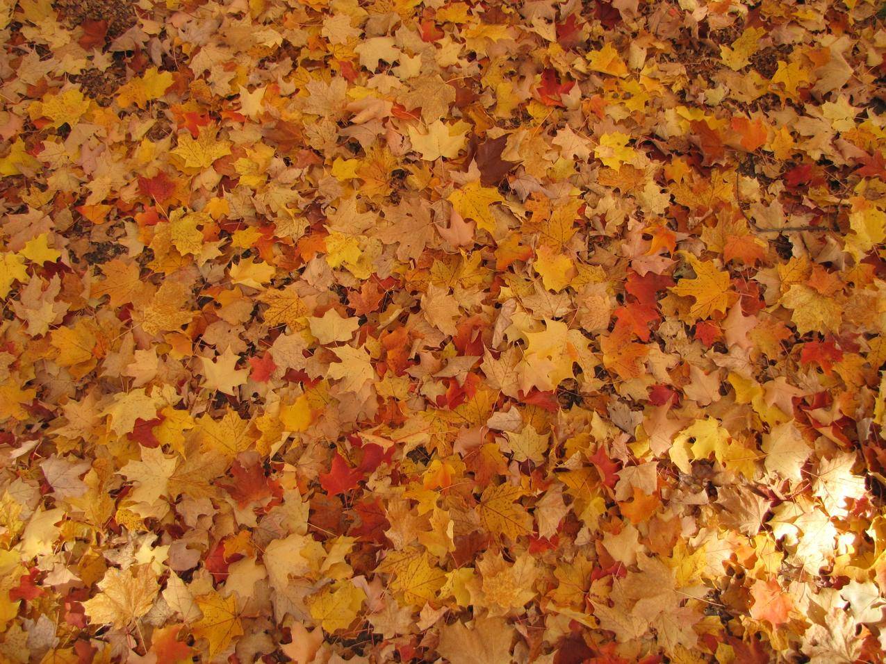 秋天的落叶高清图片