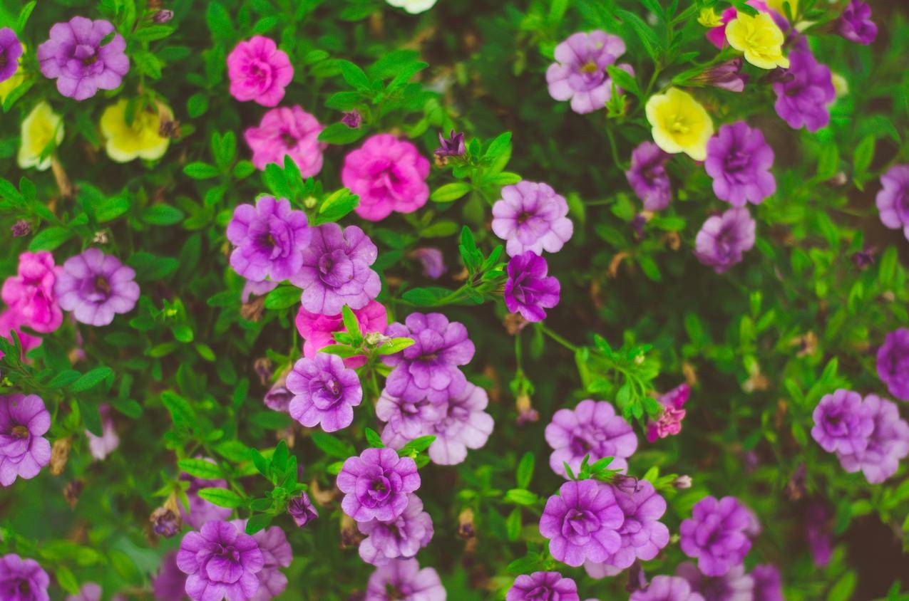 cc0可商用的花卉图片,夏天,花园,花瓣