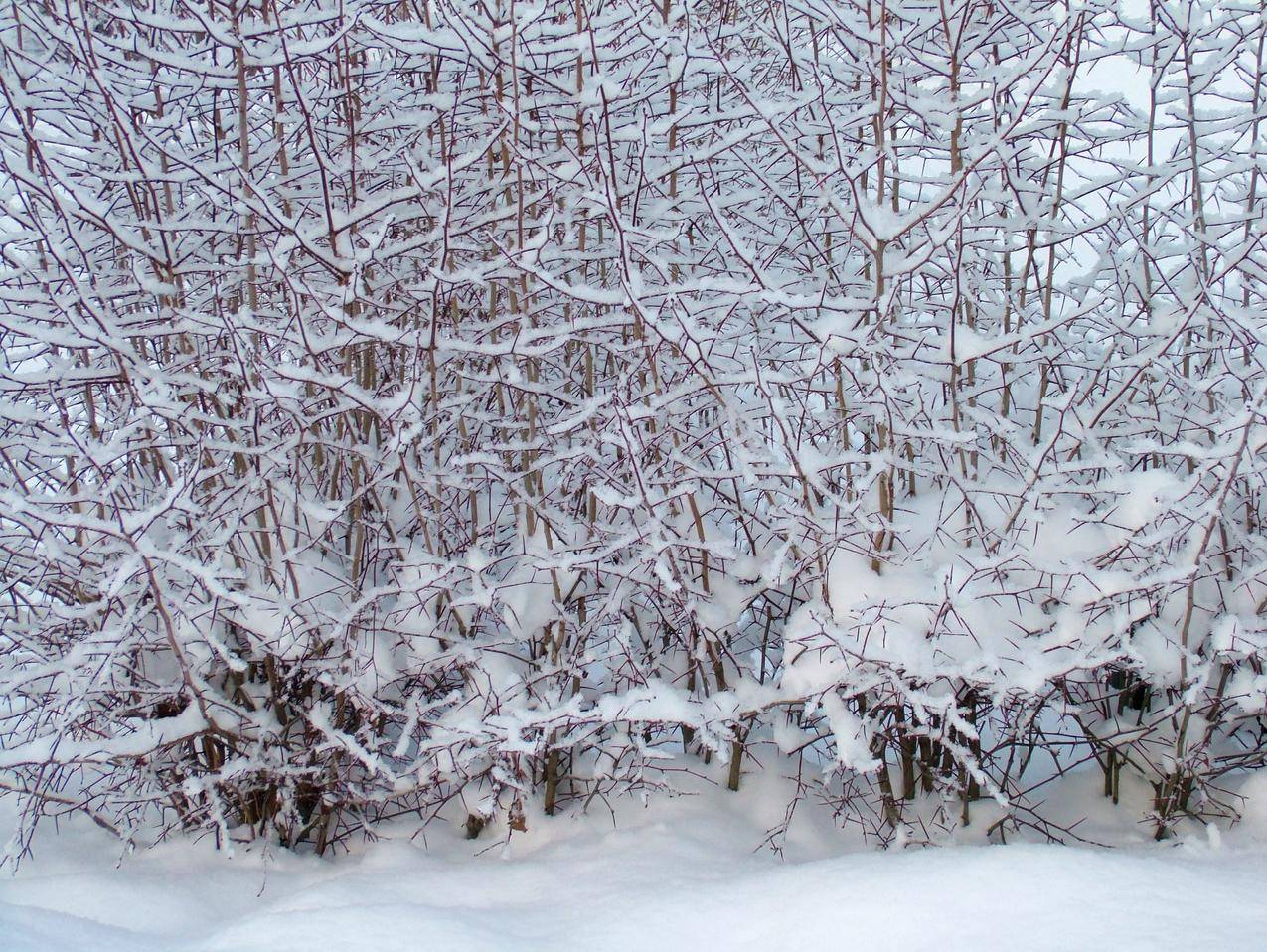 冬天树枝上的雪景观图片