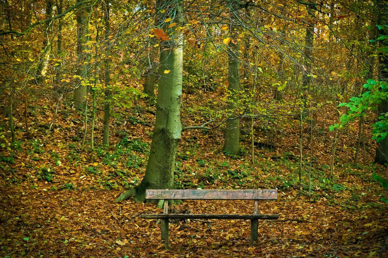 秋季公园长凳高清壁纸